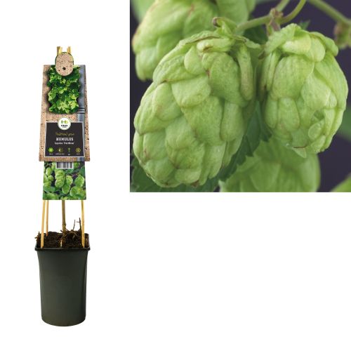 Humulus lupulus 'Nordbrau'