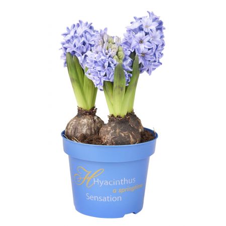 Hyacint blauw potmaat 12cm