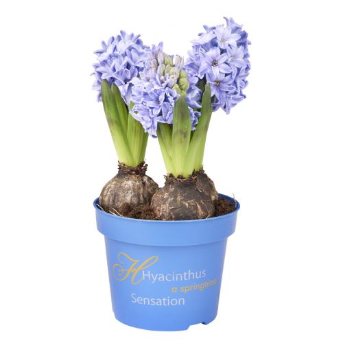 Hyacint blauw potmaat 12cm