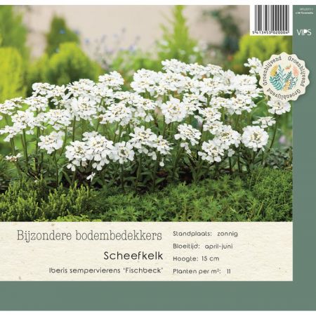 Iberis sempervierens Fischbeck p9