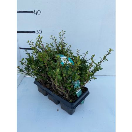 Ilex crenata 6-pack