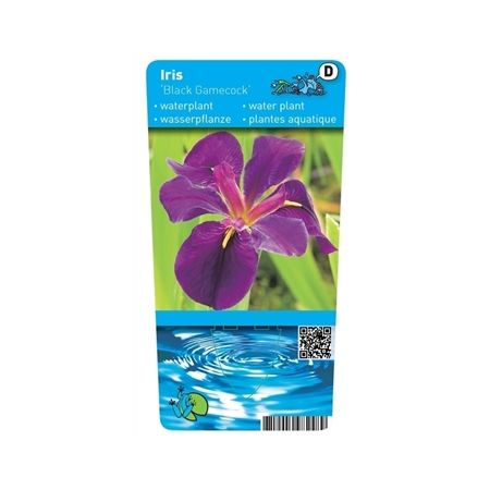 Iris black Gamecock