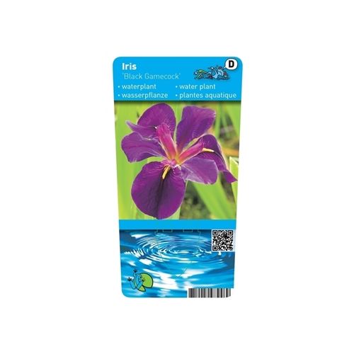 Iris black Gamecock