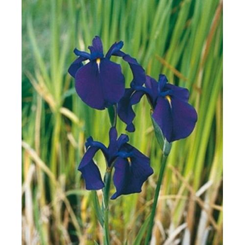 Iris kaempferi