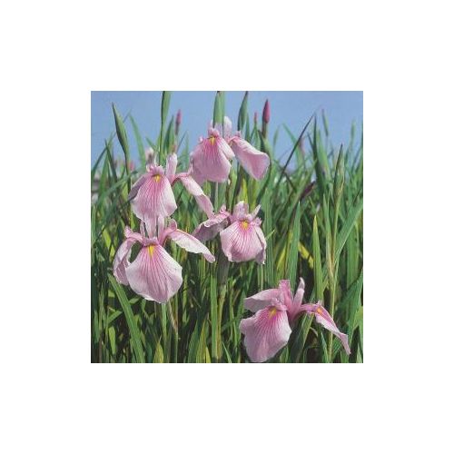 Iris laevigata Rose Queen