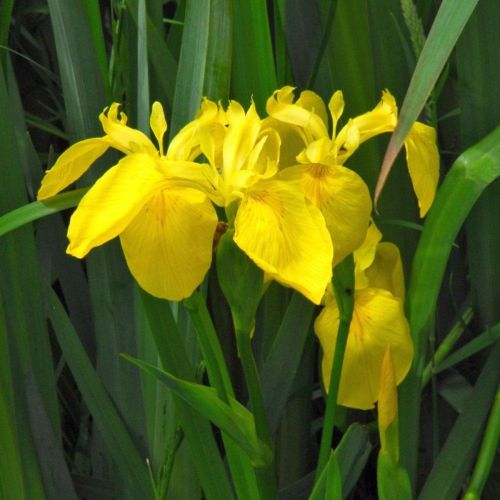 Iris pseudacorus