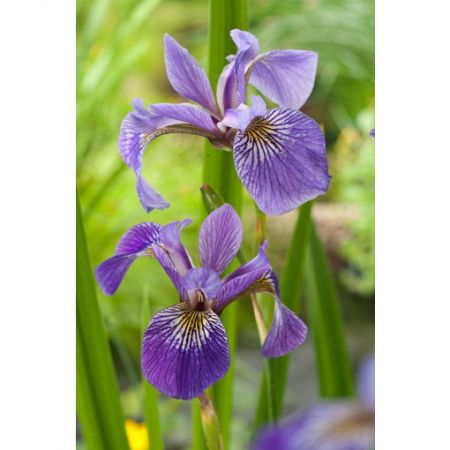 Iris versicolor