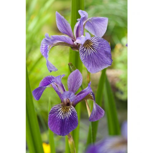 Iris versicolor