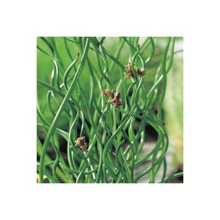 Juncus effusus Spiralis