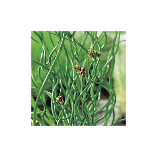 Juncus effusus Spiralis