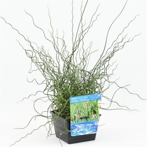 Juncus effusus Spiralis