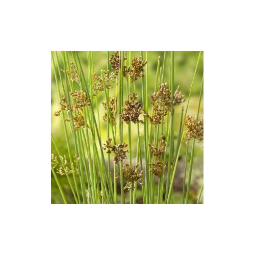Juncus inflexus