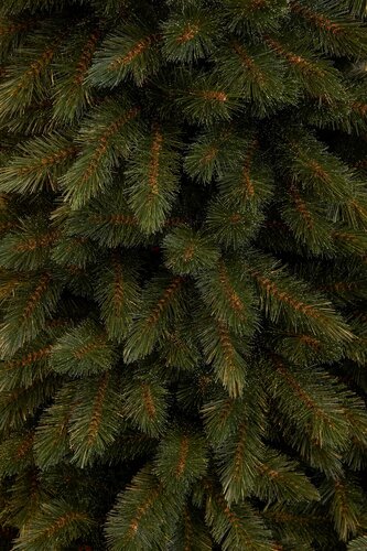 Kerstboom bristlecone pilar d79h185 grn - afbeelding 2