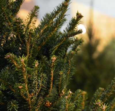 Kerstbomen - Weihnachtsbäume