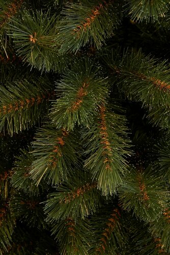 Kerstboom bristlecone pilar d89h215 grn - afbeelding 2
