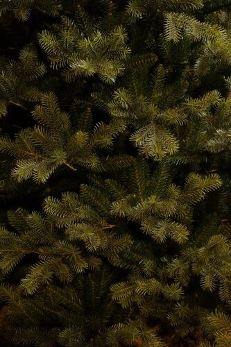 Kerstboom clive led d142h215cm grn - afbeelding 2