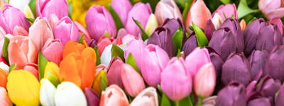 Kunstplanten en kunstbloemen - Künstliche Pflanzen und Blumen