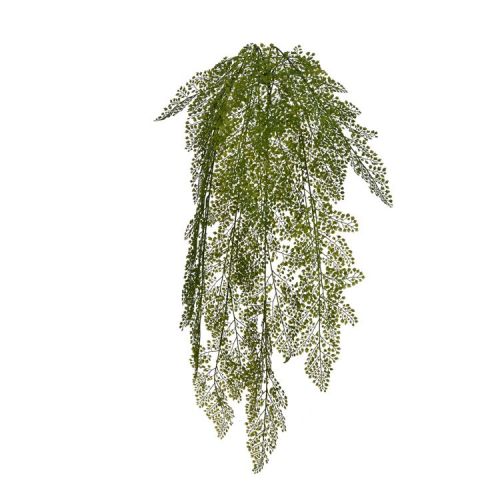 LARGE HANGING LEAVES BUSH MAIDEN HAIR