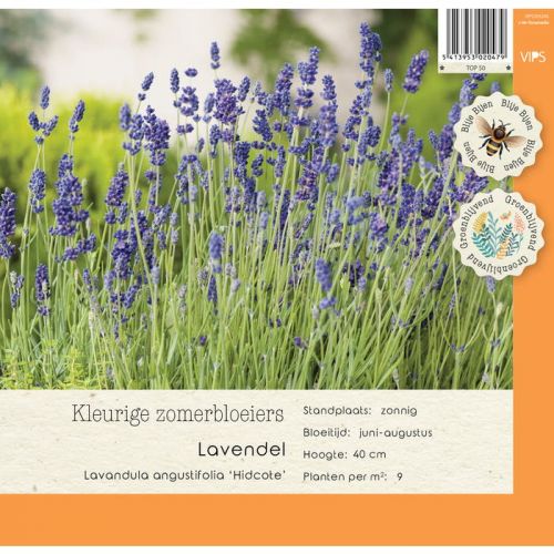 Lavandula ang. Hidcote P9