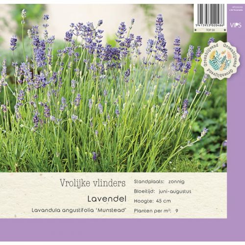 Lavandula angustifol. Munstead p9