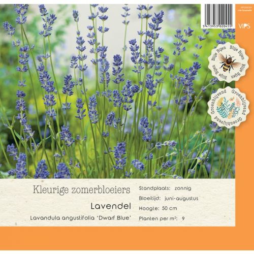 Lavandula angustifolia Dwarf Bl p9