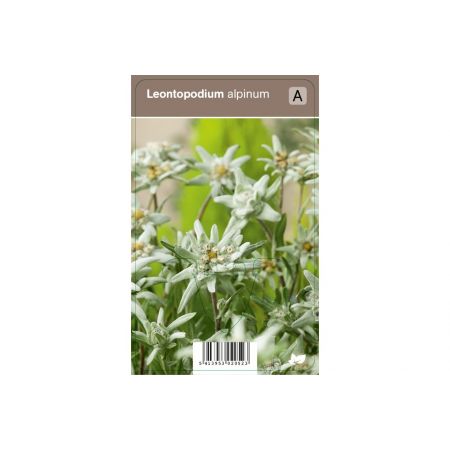 Leontopodium alpinum  P9