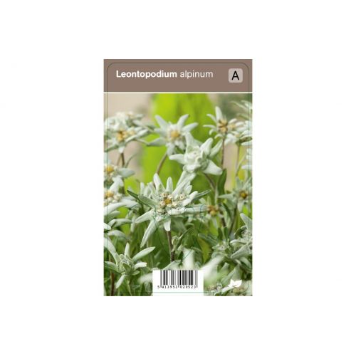 Leontopodium alpinum P9