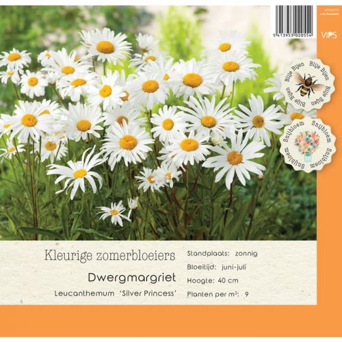 Leucanthemum Silver Princess p9