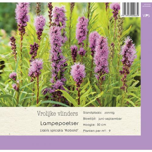 Liatris spicata Kobold p9