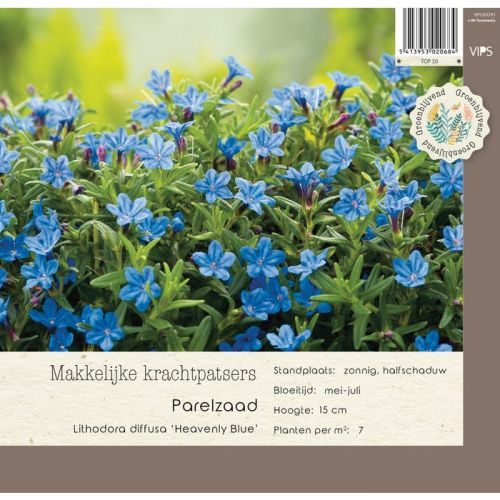 Lithodora diff. Heavenly Blue P9