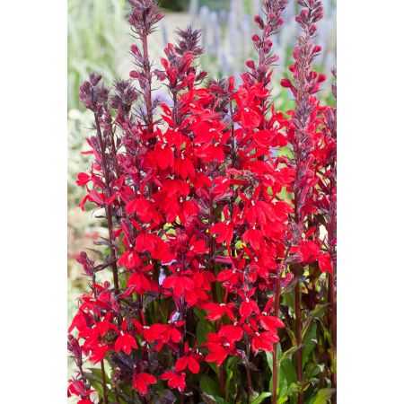 Lobelia cardinalis