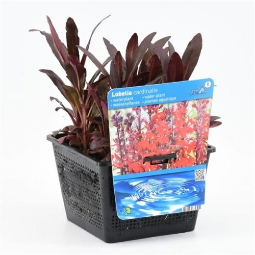 Lobelia cardinalis