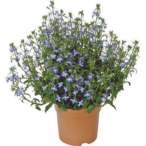 Lobelia erinus Blauw