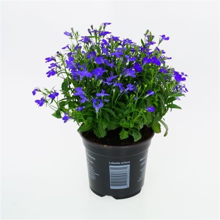 lobelia erinus blauw