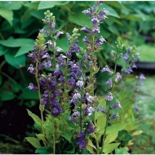 Lobelia syphilitica