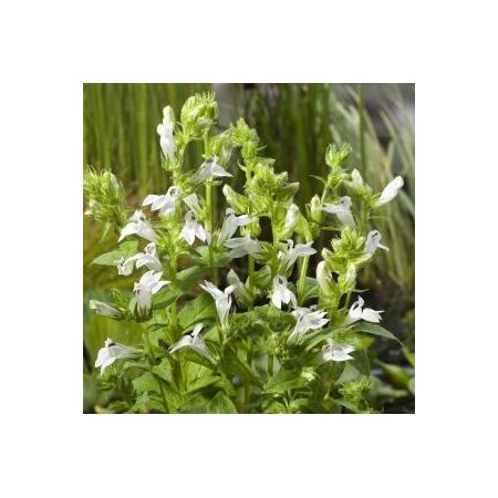 Lobelia syphilitica Alba