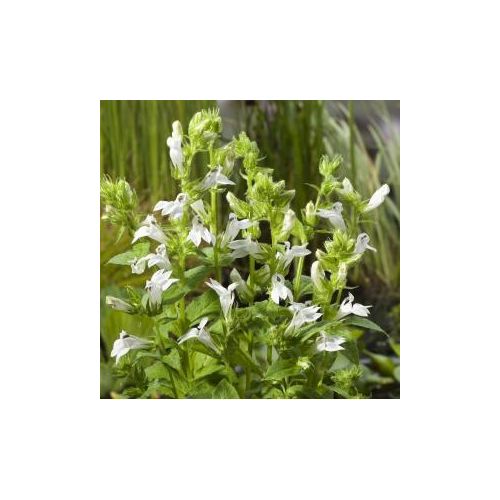 Lobelia syphilitica Alba