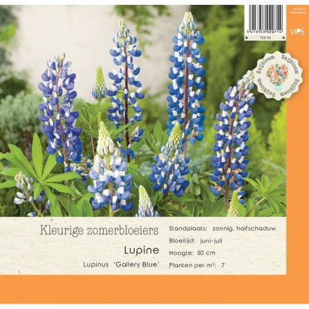 Lupinus Gallery Blue p9