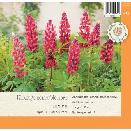 Lupinus Gallery Red p9