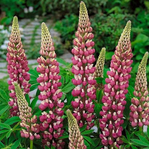 Lupinus The Chatelaine p9