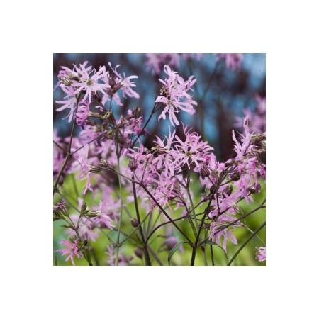Lychnis flos-cuculi