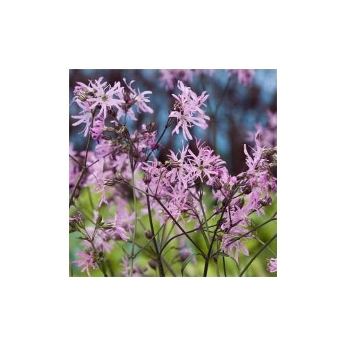 Lychnis flos-cuculi