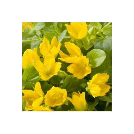 Lysimachia nummularia