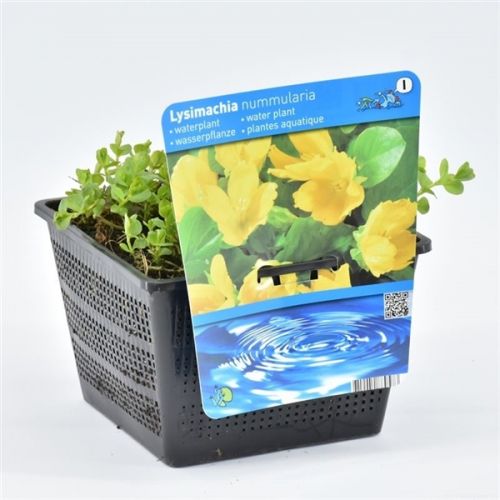 Lysimachia nummularia