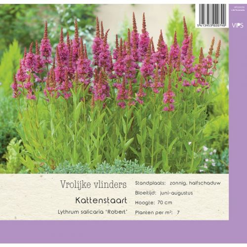 Lythrum salicaria Robert p9