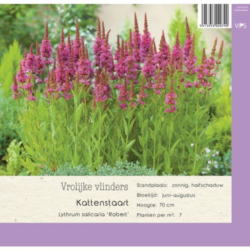 Lythrum salicaria Robert p9