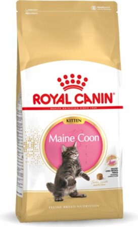 Maine Coon Kitten 2KG