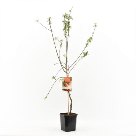 Malus dom. Zoete Ermgaardstruik p24