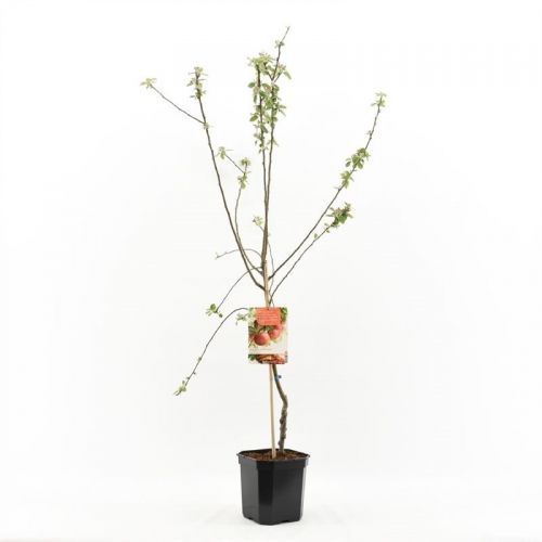 Malus dom. Zoete Ermgaardstruik p24
