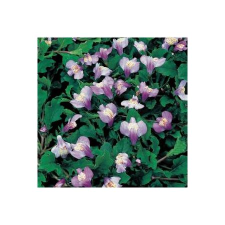 Mazus reptans Blauw